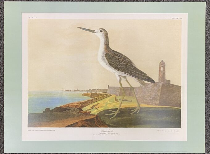 Audubon Greenshank Poster